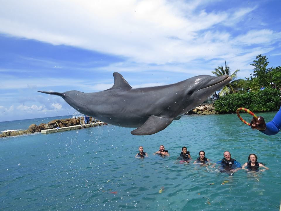 dolphin cove 1