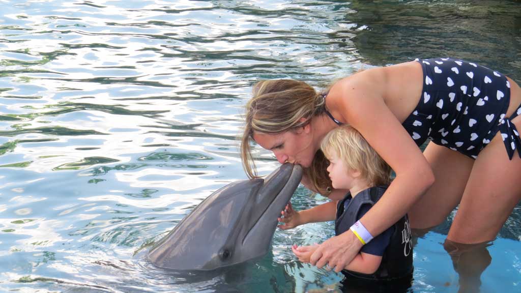 dolphin cove lucea